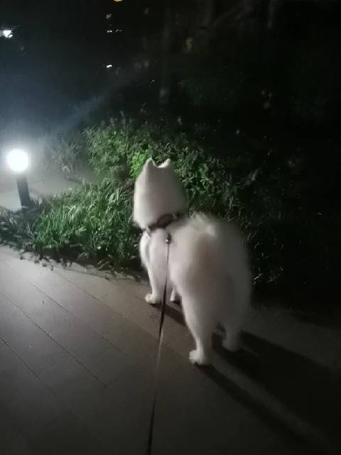 遛二二最怕遇到猫……就这个追猫的劲头...